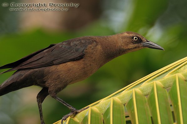 Vlhovec velkoocasý (Quiscalus mexicanus), samice, Vlhovec velkoocasý (Quiscalus mexicanus), Great-tailed Grackle, Autor: Ondřej Prosický | NaturePhoto.cz, Model: Canon EOS 20D, Objektiv: Canon EF 400mm f/5.6 L USM, Ohnisková vzdálenost (EQ35mm): 640.00 mm, stativ Gitzo 1227, Clona: 5.6, Doba expozice: 1/100 s, ISO: 100, Kompenzace expozice: -1/3, Blesk: Ano (externí Sigma EF-500 DG Super, -2/3 EV, Better Beamer), Vytvořeno: 12. prosince 2006 7:28:07, na kraji vesnice v Dominical (Kostarika)