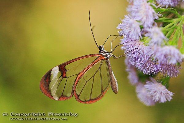 Nero Glasswing (Greta nero), Nero Glasswing (Greta nero), Autor: Ondřej Prosický | NaturePhoto.cz, Model: Canon EOS 5D, Objektiv: Canon EF 100mm f/2.8 Macro USM, Ohnisková vzdálenost (EQ35mm): 100.00 mm, fotografováno z ruky, Clona: 4.0, Doba expozice: 1/125 s, ISO: 250, Kompenzace expozice: 0, Blesk: Ano (makroblesk Sigma, - 2 EV), Vytvořeno: 18. prosince 2006 13:31:57, RBBN Monteverde (Kostarika)