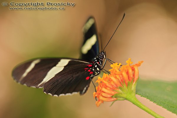 Heliconius cydno galanthus, Heliconius cydno galanthus, Autor: Ondřej Prosický | NaturePhoto.cz, Model: Canon EOS 5D, Objektiv: Canon EF 100mm f/2.8 Macro USM, Ohnisková vzdálenost (EQ35mm): 100.00 mm, fotografováno z ruky, Clona: 3.2, Doba expozice: 1/100 s, ISO: 160, Kompenzace expozice: -2/3, Blesk: Ano (makroblesk Sigma), Vytvořeno: 18. prosince 2006 12:09:42, RBBN Monteverde (Kostarika)