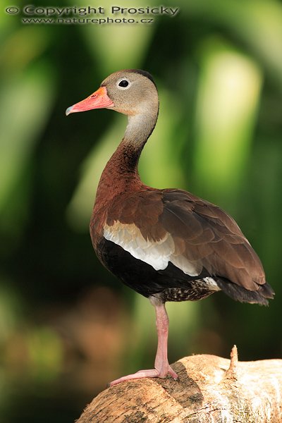 Husička podzimní (Dendrocygna autumnalis), Husička podzimní (Dendrocygna autumnalis), Black-bellied Whistling-duck, Autor: Ondřej Prosický | NaturePhoto.cz, Model: Canon EOS 5D, Objektiv: Canon EF 400mm f/5.6 L USM, Ohnisková vzdálenost (EQ35mm): 400.00 mm, stativ Gitzo 1227, Clona: 5.6, Doba expozice: 1/160 s, ISO: 320, Kompenzace expozice: 0, Blesk: Ano (externí Sigma EF-500 DG Super, -2/3 EV, Better Beamer), Vytvořeno: 9. prosince 2006 20:44:56, La Garita (Kostarika)