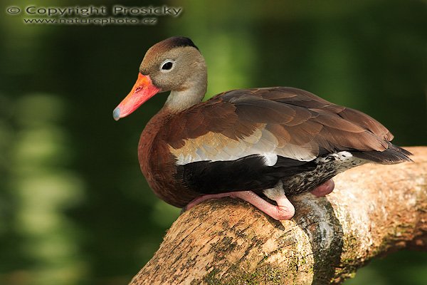 Husička podzimní (Dendrocygna autumnalis), Husička podzimní (Dendrocygna autumnalis), Black-bellied Whistling-duck, Autor: Ondřej Prosický | NaturePhoto.cz, Model: Canon EOS 5D, Objektiv: Canon EF 400mm f/5.6 L USM, Ohnisková vzdálenost (EQ35mm): 400.00 mm, stativ Gitzo 1227, Clona: 5.6, Doba expozice: 1/160 s, ISO: 320, Kompenzace expozice: 0, Blesk: Ano (externí Sigma EF-500 DG Super, -2/3 EV, Better Beamer), Vytvořeno: 9. prosince 2006 20:46:37, LA Garita (Kostarika)