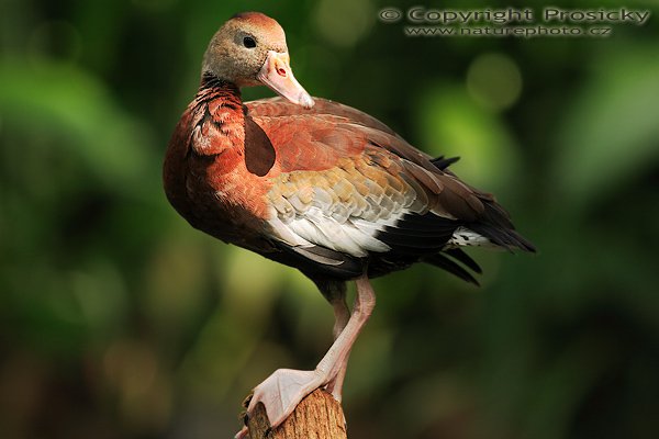 Husička podzimní (Dendrocygna autumnalis), Husička podzimní (Dendrocygna autumnalis), Black-bellied Whistling-duck, Autor: Ondřej Prosický | NaturePhoto.cz, Model: Canon EOS 5D, Objektiv: Canon EF 400mm f/5.6 L USM, Ohnisková vzdálenost (EQ35mm): 400.00 mm, stativ Gitzo 1227, Clona: 5.6, Doba expozice: 1/125 s, ISO: 250, Kompenzace expozice: -1/3, Blesk: Ano (externí Sigma EF-500 DG Super, -2/3 EV, Better Beamer), Vytvořeno: 9. prosince 2006 20:30:01, La Garita (Kostarika)