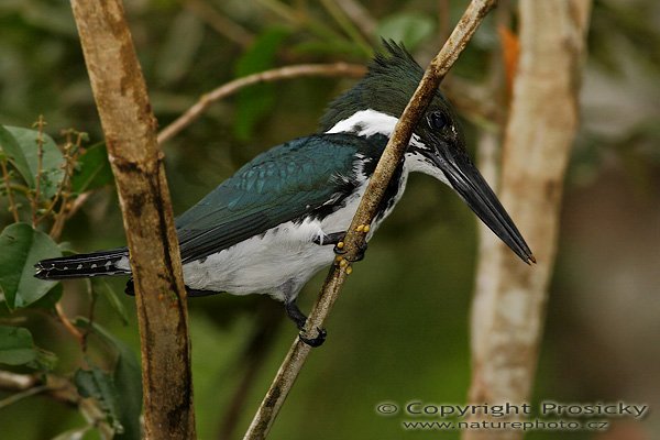 Rybařík amazonský (Chloroceryle amazona), Rybařík amazonský (Chloroceryle amazona), Amazon Kingfisher, Autor: Ondřej Prosický | NaturePhoto.cz, Model: Canon EOS 20D, Objektiv: Canon EF 400mm f/5.6 L USM, Ohnisková vzdálenost (EQ35mm): 640.00 mm, fotografováno z ruky, Clona: 6.3, Doba expozice: 1/200 s, ISO: 400, Kompenzace expozice: -1, Blesk: Ano (externí Sigma EF-500 DG Super, -2/3 EV, Better Beamer), Vytvořeno: 20. prosince 2006 8:04:12, RNVS Cano Negro (Kostarika)