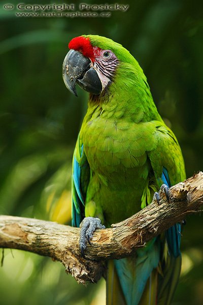 Ara zelený (Ara ambigua), Ara zelený (Ara ambigua), Great-Green Macaw, Autor: Ondřej Prosický | NaturePhoto.cz, Model: Canon EOS 5D, Objektiv: Canon EF 200mm f/2.8 L USM, Ohnisková vzdálenost (EQ35mm): 200.00 mm, fotografováno z ruky, Clona: 3.2, Doba expozice: 1/125 s, ISO: 500, Kompenzace expozice: -1/3, Blesk: Ano (externí Sigma EF-500 DG Super, -2/3 EV, Better Beamer), Vytvořeno: 9. prosince 2006 16:37:10, ZOO Ave (Kostarika)