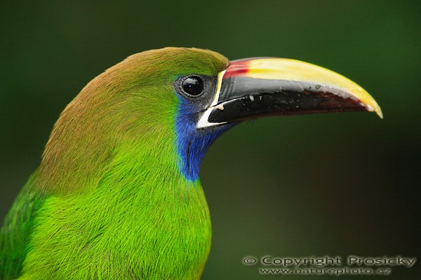 Arassari lesklý (Aulacorhynchus prasinus), Arassari lesklý (Aulacorhynchus prasinus), Blue-throated Toucanet, Autor: Ondřej Prosický | NaturePhoto.cz, Model: Canon EOS 5D, Objektiv: Canon EF 200mm f/2.8 L USM + TC Canon 2x, Ohnisková vzdálenost (EQ35mm): 400.00 mm, stativ Gitzo 1227, Clona: 5.6, Doba expozice: 1/125 s, ISO: 320, Kompenzace expozice: 0, Blesk: Ano (externí Sigma EF-500 DG Super, -2/3 EV, Better Beamer), Vytvořeno: 10. prosince 2006 10:41:02, La Paz (Kostarika)