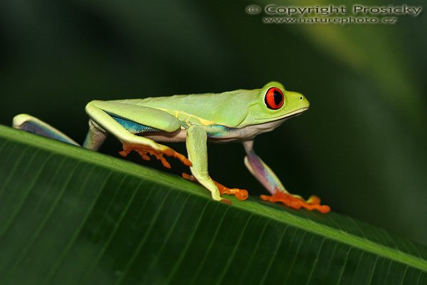 Listovnice červenooká (Agalychnis callidryas), Listovnice červenooká (Agalychnis callidryas), Red-eyed Tree Frog, Autor: Ondřej Prosický | NaturePhoto.cz, Model: Canon EOS 20D, Objektiv: Canon EF 100mm f/2.8 Macro USM + PL filtr B+W, Ohnisková vzdálenost (EQ35mm): 160.00 mm, fotografováno z ruky, Clona: 4.0, Doba expozice: 1/100 s, ISO: 400, Kompenzace expozice: 0, Blesk: Ano (vestavěný s rozptylkou), Vytvořeno: 10. prosince 2006 9:57:46, La Paz (Kostarika)