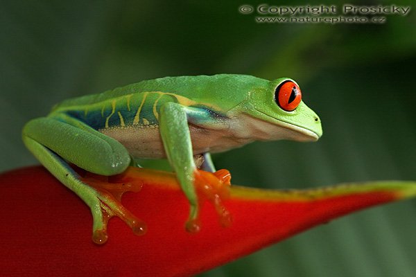 Listovnice červenooká (Agalychnis callidryas), Listovnice červenooká (Agalychnis callidryas), Red-eyed Tree Frog, Autor: Ondřej Prosický | NaturePhoto.cz, Model: Canon EOS 20D, Objektiv: Canon EF 100mm f/2.8 Macro USM + PL filtr B+W, Ohnisková vzdálenost (EQ35mm): 160.00 mm, fotografováno z ruky, Clona: 4.0, Doba expozice: 1/100 s, ISO: 800, Kompenzace expozice: 0, Blesk: Ano (vestavěný s rozptylkou), Vytvořeno: 10. prosince 2006 9:43:58, La Paz (Kostarika)