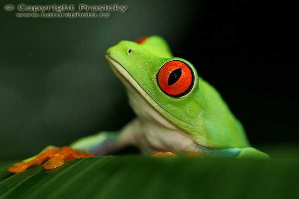 Listovnice červenooká (Agalychnis callidryas), Listovnice červenooká (Agalychnis callidryas), Red-eyed Tree Frog, Autor: Ondřej Prosický | NaturePhoto.cz, Model: Canon EOS 20D, Objektiv: Canon EF 100mm f/2.8 Macro USM + PL filtr B+W, Ohnisková vzdálenost (EQ35mm): 160.00 mm, fotografováno z ruky, Clona: 4.0, Doba expozice: 1/100 s, ISO: 800, Kompenzace expozice: 0, Blesk: Ano (vestavěný s rozptylkou), Vytvořeno: 10. prosince 2006 9:46:23, La Paz (Kostarika)