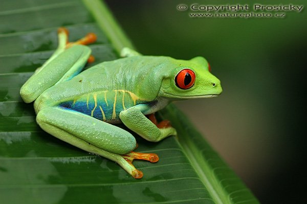 Listovnice červenooká (Agalychnis callidryas), Listovnice červenooká (Agalychnis callidryas), Red-eyed Tree Frog, Autor: Ondřej Prosický | NaturePhoto.cz, Model: Canon EOS 20D, Objektiv: Canon EF 100mm f/2.8 Macro USM + PL filtr B+W, Ohnisková vzdálenost (EQ35mm): 160.00 mm, sfotografováno z ruky, Clona: 4.0, Doba expozice: 1/100 s, ISO: 800, Kompenzace expozice: 0, Blesk: Ano (vestavěný s rozptylkou), Vytvořeno: 10. prosince 2006 9:47:05, La Paz (Kostarika)