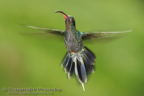 Kolibřík šedobřichý (Phaethornis guy), Kolibřík šedobřichý (Phaethornis guy), Green Hermit, Autor: Ondřej Prosický | NaturePhoto.cz, Model: Canon EOS 5D, Objektiv: Canon EF 200mm f/2.8 L USM + TC Canon 2x, Ohnisková vzdálenost (EQ35mm): 400.00 mm, stativ Gitzo 1227, Clona: 5.6, Doba expozice: 1/200 s, ISO: 400, Kompenzace expozice: 0, Blesk: Ano (externí Sigma EF-500 DG Super, -1 2/3 EV, Better Beamer), Vytvořeno: 10. prosince 2006 14:53:21, La Paz (Kostarika)