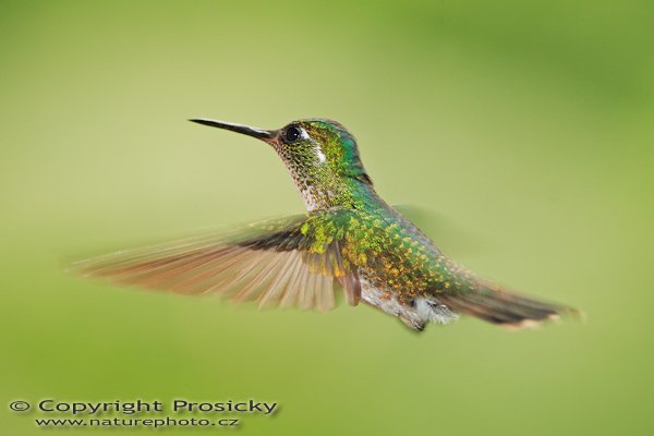 Kolibřík zelenotemenný (Heliodoxa jacula), Kolibřík zelenotemenný (Heliodoxa jacula), Green-crowned Brilliant, Autor: Ondřej Prosický | NaturePhoto.cz, Model: Canon EOS 5D, Objektiv: Canon EF 200mm f/2.8 L USM + TC Canon 2x, Ohnisková vzdálenost (EQ35mm): 400.00 mm, stativ Gitzo 1227, Clona: 5.6, Doba expozice: 1/200 s, ISO: 500, Kompenzace expozice: 0, Blesk: Ano (externí Sigma EF-500 DG Super, 1 2/3 EV, Better Beamer), Vytvořeno: 10. prosince 2006 14:32:17, La Paz (Kostarika)