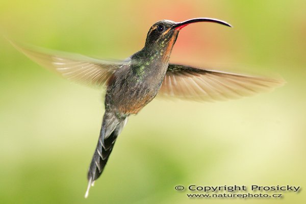 Kolibřík šedobřichý (Phaethornis guy), Kolibřík šedobřichý (Phaethornis guy), Green Hermit, Autor: Ondřej Prosický | NaturePhoto.cz, Model: Canon EOS 5D, Objektiv: Canon EF 200mm f/2.8 L USM + TC Canon 2x, Ohnisková vzdálenost (EQ35mm): 400.00 mm, stativ Gitzo 1227, Clona: 5.6, Doba expozice: 1/200 s, ISO: 500, Kompenzace expozice: 0, Blesk: Ano (externí Sigma EF-500 DG Super, 1 2/3 EV, Better Beamer), Vytvořeno: 10. prosince 2006 14:23:41, La Paz (Kostarika)