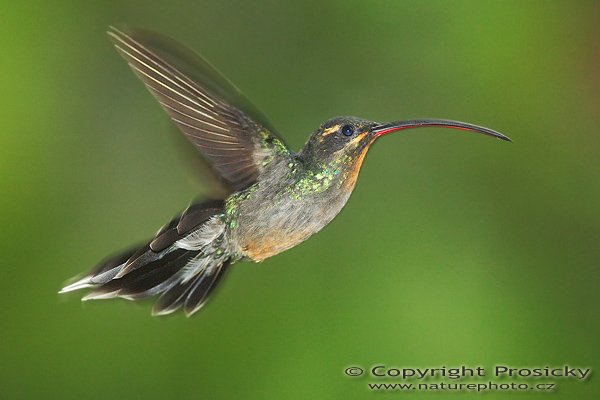 Kolibřík šedobřichý (Phaethornis guy), Kolibřík šedobřichý (Phaethornis guy), Green Hermit, Autor: Ondřej Prosický | NaturePhoto.cz, Model: Canon EOS 5D, Objektiv: Canon EF 200mm f/2.8 L USM + TC Canon 2x, Ohnisková vzdálenost (EQ35mm): 400.00 mm, stativ Gitzo 1227, Clona: 5.6, Doba expozice: 1/200 s, ISO: 640, Kompenzace expozice: 0, Blesk: Ano (externí Sigma EF-500 DG Super, 1 2/3 EV, Better Beamer), Vytvořeno: 10. prosince 2006 15:09:47, La Paz (Kostarika)