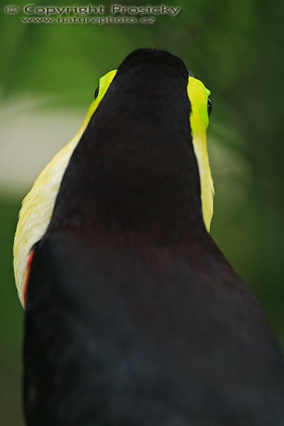 Tukan hnědohřbetý (Ramphastos swainsonii), Tukan hnědohřbetý (Ramphastos swainsonii), Swainson´s Toucan, Autor: Ondřej Prosický | NaturePhoto.cz, Model: Canon EOS 5D, Objektiv: Canon EF 200mm f/2.8 L USM, Ohnisková vzdálenost (EQ35mm): 200.00 mm, fotografováno z ruky, Clona: 3.2, Doba expozice: 1/100 s, ISO: 400, Kompenzace expozice: -2/3, Blesk: ne, Vytvořeno: 9. prosince 2006 18:51:51, ZOO Ave (Kostarika)