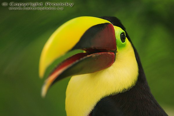 Tukan hnědohřbetý (Ramphastos swainsonii), Tukan hnědohřbetý (Ramphastos swainsonii), Swainson´s Toucan, Autor: Ondřej Prosický | NaturePhoto.cz, Model: Canon EOS 5D, Objektiv: Canon EF 200mm f/2.8 L USM, Ohnisková vzdálenost (EQ35mm): 200.00 mm, fotografováno z ruky, Clona: 3.2, Doba expozice: 1/250 s, ISO: 400, Kompenzace expozice: -2/3, Blesk: ne, Vytvořeno: 9. prosince 2006 18:52:24, ZOO Ave (Kostarika)