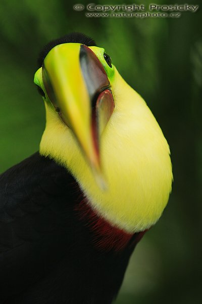 Tukan hnědohřbetý (Ramphastos swainsonii), Tukan hnědohřbetý (Ramphastos swainsonii), Swainson´s Toucan, Autor: Ondřej Prosický | NaturePhoto.cz, Model: Canon EOS 5D, Objektiv: Canon EF 200mm f/5.6 L USM, Ohnisková vzdálenost (EQ35mm): 200.00 mm, fotografováno z ruky, Clona: 3.2, Doba expozice: 1/250 s, ISO: 400, Kompenzace expozice: -2/3, Blesk: ne, Vytvořeno: 9. prosince 2006 18:52:55, ZOO Ave (Kostarika)