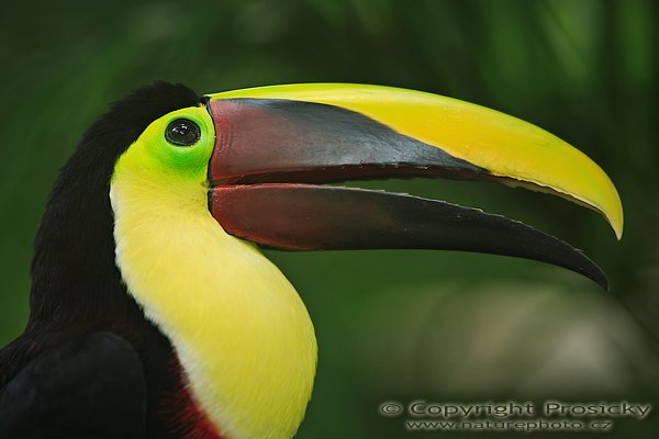 Tukan hnědohřbetý (Ramphastos swainsonii), Tukan hnědohřbetý (Ramphastos swainsonii), Swainson´s Toucan, Autor: Ondřej Prosický | NaturePhoto.cz, Model: Canon EOS 5D, Objektiv: Canon EF 200mm f/2.8 L USM, Ohnisková vzdálenost (EQ35mm): 200.00 mm, fotografováno z ruky, Clona: 3.2, Doba expozice: 1/160 s, ISO: 400, Kompenzace expozice: +1/3, Blesk: ne, Vytvořeno: 9. prosince 2006 18:45:03, ZOO Ave (Kostarika)