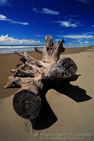 Za kořenem, Za kořenem, Autor: Ondřej Prosický | NaturePhoto.cz, Model: Canon EOS 5D, Objektiv: Canon EF 17-40mm f/4 L USM, polarizační filtr, Použité ohnisko: 19.0 mm, stativ Gitzo 1227, Clona: 18, Doba expozice: 1/20 s, ISO: 100, Kompenzace expozice: 0, Blesk: ne, Vytvořeno: 13. prosince 2006 11:40, rezervace Hacienda Barú (Kostarika)