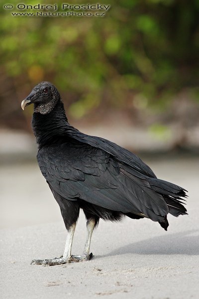 Kondor havranovitý (Coragyps atratus), Kondor havranovitý (Coragyps atratus), Black Vulture, Autor: Ondřej Prosický | NaturePhoto.cz, Model: Canon EOS 20D, Objektiv: Canon EF 400mm f/5.6 L USM, Ohnisková vzdálenost (EQ35mm): 640.00 mm, fotografováno z ruky, Clona: 5.6, Doba expozice: 1/2000 s, ISO: 800, Kompenzace expozice: -1, Blesk: ne, Vytvořeno: 14. prosince 2006 7:51, pobřeží Pacifiku, Dominical (Kostarika)