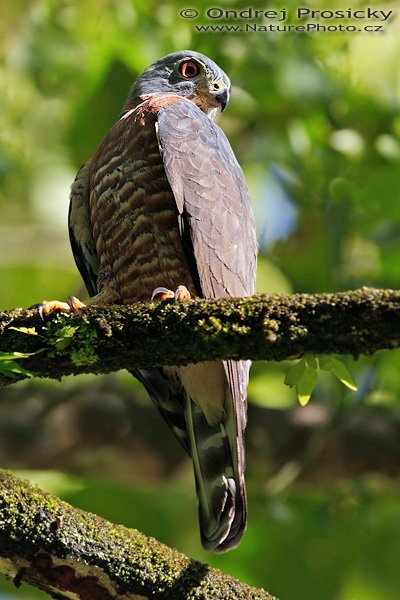 Luňák hnědobřichý (Harpagus bidentatus), Luňák hnědobřichý (Harpagus bidentatus), Double-toothed Kite, Autor: Ondřej Prosický | NaturePhoto.cz, Model: Canon EOS 20D, Objektiv: Canon EF 400mm f/5.6 L USM, Ohnisková vzdálenost (EQ35mm): 640.00 mm, stativ Gitzo 1227, Clona: 5.6, Doba expozice: 1/320 s, ISO: 200, Kompenzace expozice: +1/3 EV, Blesk: ne, Vytvořeno: 13. prosince 2006 8:41, rezervace Hacienda Baru, Dominical (Kostarika)

Pozn.: ve starší literatuře se objevuje název Luňec rezavoprsý (Harpagus bidentatus)
