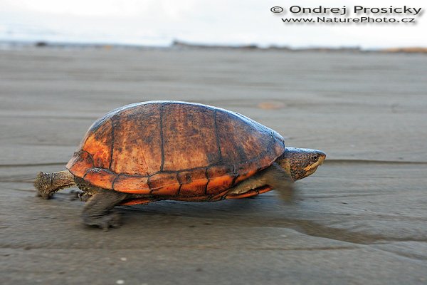 ???, zatím neurčená běžící želva, Autor: Ondřej Prosický | NaturePhoto.cz, Aparát: Canon EOS 5D, Objektiv: Canon EF 17-40mm f/4 L USM, Ohnisková vzdálenost (EQ35mm): 40.00 mm, fotografováno z ruky, Clona: 9, Doba expozice: 1/50 s, ISO: 800, Kompenzace expozice: 0 EV, Blesk: ne, Vytvořeno: 13. prosince 2006 6:22, pobřeží Pacifiku, Dominical (Kostarika)