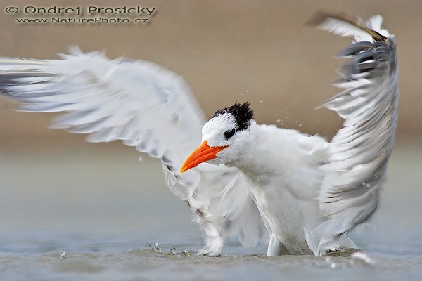 Rybák královský (Sterna maxima), Rybák královský (Sterna maxima = Thalasseus maximus), Royal Tern, Autor: Ondřej Prosický | NaturePhoto.cz, Model: Canon EOS 20D, Objektiv: Canon EF 400mm f/5.6 L USM + TC Kenko 1,5x, Ohnisková vzdálenost (EQ35mm): 960 mm, objektiv opřen o šutr, Clona: 7.1, Doba expozice: 1/250 s, ISO: 100, Kompenzace expozice: -1 EV, Blesk: Ano (externí Sigma EF-500 DG Super, -1 EV, Better Beamer), Vytvořeno: 12. prosince 2006 14:16, delta řeky Baru, Dominical (Kostarika)