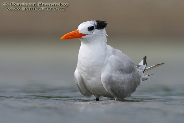 Rybák královský (Sterna maxima), Rybák královský (Sterna maxima = Thalasseus maximus), Royal Tern, Autor: Ondřej Prosický | NaturePhoto.cz, Model: Canon EOS 20D, Objektiv: Canon EF 400mm f/5.6 L USM + TC Kenko 1,5x, Ohnisková vzdálenost (EQ35mm): 960 mm, objektiv opřen o šutr, Clona: 7.1, Doba expozice: 1/250 s, ISO: 100, Kompenzace expozice: -1 EV, Blesk: Ano (externí Sigma EF-500 DG Super, -1 EV, Better Beamer), Vytvořeno: 12. prosince 2006 14:12, delta řeky Baru, Dominical (Kostarika)