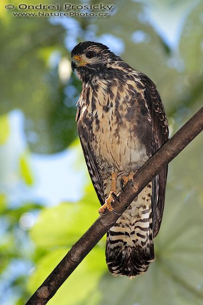 Káně bělohrdlá (Buteo swainsoni), mladý pták, Káně bělohrdlá (Buteo swainsoni), Swainson´s Hawk, Autor: Ondřej Prosický | NaturePhoto.cz, Model: Canon EOS 20D, Objektiv: Canon EF 400mm f/5.6 L USM + TC Kenko 1,5x, Ohnisková vzdálenost (EQ35mm): 960 mm, stativ Gitzo 1227, Clona: 5.6, Doba expozice: 1/250 s, ISO: 100, Kompenzace expozice: -1 EV, Blesk: Ano (externí Sigma EF-500 DG Super, -2/3 EV, Better Beamer), Vytvořeno: 13. prosince 2006 10:08, rezervace Hacienda Baru, Dominical (Kostarika)