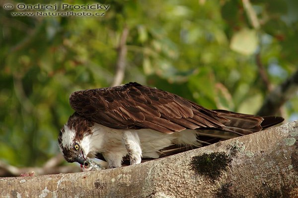 Orlovec říční (Pandion haliaetus), Orlovec říční (Pandion haliaetus), Osprey, Autor: Ondřej Prosický | NaturePhoto.cz, Model: Canon EOS 20D, Objektiv: Canon EF 400mm f/5.6 L USM + TC Casnon 2x, Ohnisková vzdálenost (EQ35mm): 1280 mm, stativ Gitzo 1227, Clona: 11, Doba expozice: 1/100 s, ISO: 200, Kompenzace expozice: 0 EV, Blesk: ne, Vytvořeno: 15. prosince 2006 16:07, NP Manuel Antonio (Kostarika)