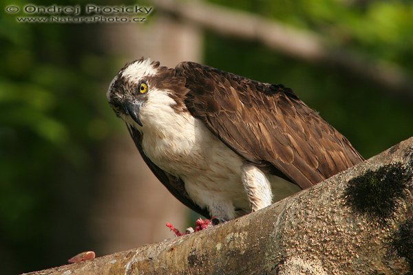 Orlovec říční (Pandion haliaetus), Orlovec říční (Pandion haliaetus), Osprey, Autor: Ondřej Prosický | NaturePhoto.cz, Model: Fotoaparát: Canon EOS 20D, Objektiv: Canon EF 400mm f/5.6 L USM + TC Canon 2x + TC Canon 1,4x, Přepočtená ohnisková vzdálenost: 1792mm, ostřeno manuálně, Čas: 1/100 s, Clona: 11, ISO: 400, Kompenzace expozice: 0 EV, Vytvořeno: 15. prosince 2006 16:11, Playa Espadilla, NP Manuel Antonio (Kostarika)