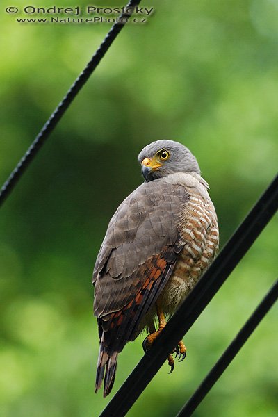 Káně Gmelinova (Buteo magnirostris), Káně Gmelinova = káně krahujová (Buteo magnirostris), Roadside Hawk, Autor: Ondřej Prosický | NaturePhoto.cz, Model: Canon EOS 20D, Objektiv: Canon EF 400mm f/5.6 L USM, Ohnisková vzdálenost (EQ35mm): 640.00 mm, stativ Gitzo 1227, Clona: 5.6, Doba expozice: 1/200 s, ISO: 400, Kompenzace expozice: +1/3, Blesk: ne, Vytvořeno: 14. prosince 2006 8:25:06, RNVS Cano Negro (Kostarika)