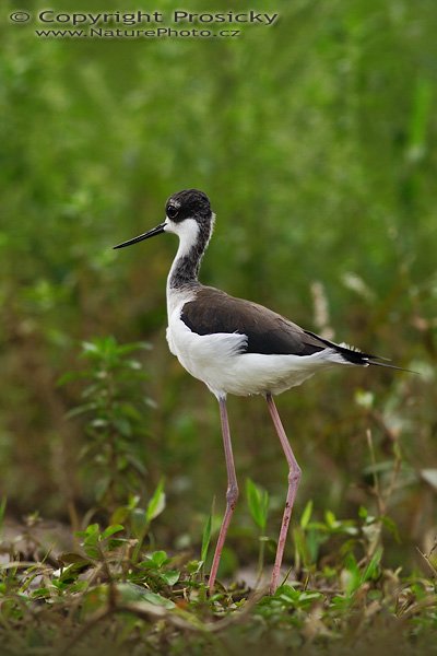 Pisila karibská (Himantopus mexicanus), Pisila karibská (Himantopus mexicanus), Black-necked Stilt Autor: Ondřej Prosický | NaturePhoto.cz, Model: Canon EOS 20D, Objektiv: Canon EF 400mm f/5.6 L USM, Ohnisková vzdálenost (EQ35mm): 640.00 mm, fotografováno z lodi, Clona: 6.3, Doba expozice: 1/400 s, ISO: 200, Kompenzace expozice: 0 EV, Blesk: ne, Vytvořeno: 21. prosince 2006 10:07:04, Rio Frío, RNVS Cano Negro (Kostarika)