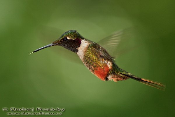 Kolibřík běloskvrnný (Calliphlox bryantae), Kolibřík běloskvrnný (Calliphlox bryantae), Magenta-throated Woodstar, Autor: Ondřej Prosický | NaturePhoto.cz, Model: Canon EOS 5D, Objektiv: Canon EF 200mm f/2.8 L USM + TC Canon 2x, Ohnisková vzdálenost (EQ35mm): 400.00 mm, stativ Gitzo 1227, Clona: 5.6, Doba expozice: 1/160 s, ISO: 640, Kompenzace expozice: -1/3 EV, Blesk: Ano (externí Sigma EF-500 DG Super, -2 EV, Better Beamer), Vytvořeno: 17. prosince 2006 13:09:41, RBBN Monteverde (Kostarika)