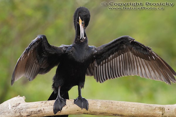 Kormorán neotropický (Phalacrocorax olivaceus), Kormorán neotropický (Phalacrocorax olivaceus), Olivaceouns Cormorant, Autor: Ondřej Prosický | NaturePhoto.cz, Model: Canon EOS 20D, Objektiv: Canon EF 400mm f/5.6 L USM, Ohnisková vzdálenost (EQ35mm): 640.00 mm, fotografováno z lodi, Clona: 6.3, Doba expozice: 1/125 s, ISO: 200, Kompenzace expozice: 0 EV, Blesk: Ano (externí Sigma EF-500 DG Super, -13 EV, Better Beamer), Vytvořeno: 21. prosince 2006 10:13:14, rio Frío, RNVS Cano Negro (Kostarika)