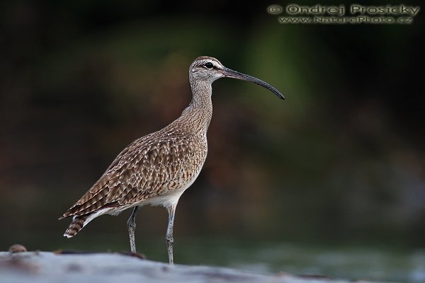 Koliha malá (Numenius phaeopus), Koliha malá (Numenius phaeopus), Whimbrel, Autor: Ondřej Prosický | NaturePhoto.cz, Model: Canon EOS 20D, Objektiv: Canon EF 400mm f/5.6 L USM, Ohnisková vzdálenost (EQ35mm): 640.00 mm, stativ Gitzo 1227, Clona: 5.6, Doba expozice: 1/125 s, ISO: 400, Kompenzace expozice: -1/3, Blesk: ne, Vytvořeno: 14. prosince 2006 6:40:53, NP Manuel Antonio (Kostarika)