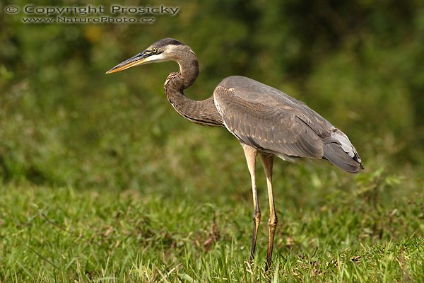 Volavka velká (Ardea herodias), Volavka velká (Ardea herodias), Great Blue Heron, Autor: Ondřej Prosický | NaturePhoto.cz, Model: Canon EOS 20D, Objektiv: Canon EF 400mm f/5.6 L USM, Ohnisková vzdálenost (EQ35mm): 640.00 mm, fotografováno z lodi, Clona: 6.3, Doba expozice: 1/500 s, ISO: 100, Kompenzace expozice: 0 EV, Blesk: ne, Vytvořeno: 21. prosince 2006 9:41:44, Rio Frío, RNVS Cano Negro (Kostarika)