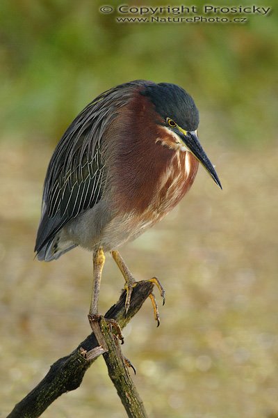 Volavka proměnlivá (Butorides striatus virescens), Volavka proměnlivá (Butorides striatus virescens), Green-backed (Green) Heron, Autor: Ondřej Prosický | NaturePhoto.cz, Model: Canon EOS 20D, Objektiv: Canon EF 400mm f/5.6 L USM + TC Canon 2x, Ohnisková vzdálenost (EQ35mm): 1280.00 mm, stativ Gitzo 1227, Clona: 11, Doba expozice: 1/100 s, ISO: 400, Kompenzace expozice: -2/3 EV, Blesk: Ano (externí Sigma EF-500 DG Super, -2/3 EV, Better Beamer), Vytvořeno: 20. prosince 2006 6:57:44, RNVS Cano Negro (Kostarika)