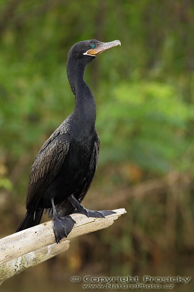 Kormorán neotropický (Phalacrocorax olivaceus), Kormorán neotropický (Phalacrocorax olivaceus), Olivaceouns Cormorant, Autor: Ondřej Prosický | NaturePhoto.cz, Model: Canon EOS 20D, Objektiv: Canon EF 400mm f/5.6 L USM, Ohnisková vzdálenost (EQ35mm): 640.00 mm, fotografováno z lodi, Clona: 6.3, Doba expozice: 1/125 s, ISO: 200, Kompenzace expozice: 0 EV, Blesk: Ano (externí Sigma EF-500 DG Super, -2/3 EV, Better Beamer), Vytvořeno: 21. prosince 2006 10:12:38, Rio Frío, RNVS Cano Negro (Kostarika) 