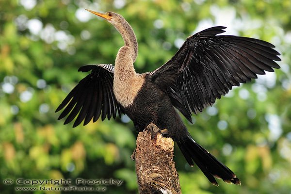 Anhinga americká (Anhinga anhinga), Anhinga americká (Anhinga anhinga), Anhinga, Autor: Ondřej Prosický | NaturePhoto.cz, Model: Canon EOS 20D, Objektiv: Canon EF 400mm f/5.6 L USM, Ohnisková vzdálenost (EQ35mm): 640.00 mm, fotografováno z lodi, Clona: 6.3, Doba expozice: 1/250 s, ISO: 400, Kompenzace expozice: -1/3 EV, Blesk: Ano (externí Sigma EF-500 DG Super, -2/3 EV, Better Beamer), Vytvořeno: 20. prosince 2006 7:24:38, Rio Frío, RNVS Cano Negro (Kostarika) 
