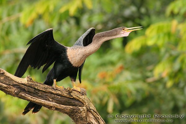 Anhinga americká (Anhinga anhinga), Anhinga americká (Anhinga anhinga), Anhinga, Autor: Ondřej Prosický | NaturePhoto.cz, Model: Canon EOS 20D, Objektiv: Canon EF 400mm f/5.6 L USM, Ohnisková vzdálenost (EQ35mm): 640.00 mm, fotografováno z lodi, Clona: 6.3, Doba expozice: 1/500 s, ISO: 400, Režim měření expozice: Průměr, Kompenzace expozice: +2/3 EV, Blesk: ne, Vytvořeno: 20. prosince 2006 9:17:52, Rio Frío, RNVS Cano Negro (Kostarika)