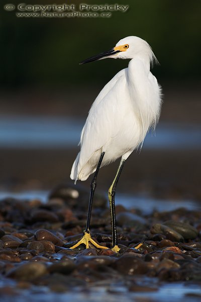 Volavka bělostná (Egretta thula), Volavka bělostná (Egretta thula), Snowy Egret, Autor: Ondřej Prosický | NaturePhoto.cz, Model: Canon EOS 5D, Objektiv: Canon EF 400mm f/5.6 L USM, Ohnisková vzdálenost (EQ35mm): 400.00 mm, stativ Gitzo 1227, Clona: 5.6, Doba expozice: 1/500 s, ISO: 160, Kompenzace expozice: -1/3, Blesk: ne, Vytvořeno: 13. prosince 2006 6:47:42, pobřeží Pacifiku v Dominical (Kostarika) 
