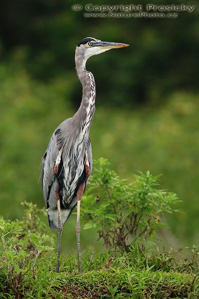 Volavka velká (Ardea herodias), Volavka velká (Ardea herodias), Great Blue Heron, Autor: Ondřej Prosický | NaturePhoto.cz, Model: Canon EOS 20D, Objektiv: Canon EF 400mm f/5.6 L USM, Ohnisková vzdálenost (EQ35mm): 640.00 mm, fotografováno z lodi, Clona: 5.6, Doba expozice: 1/800 s, ISO: 400, Kompenzace expozice: 0, Blesk: ne, Vytvořeno: 21. prosince 2006 10:32:08, řeka Rio Frío, RNVS Cano Negro (Kostarika) 