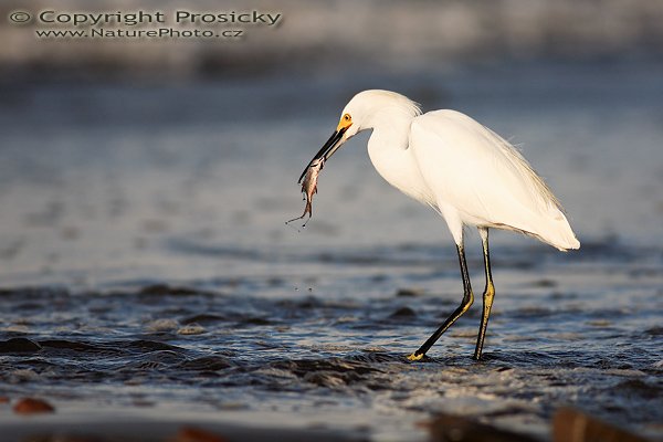 Volavka bělostná (Egretta thula), Volavka bělostná (Egretta thula), Snowy Egret, Autor: Ondřej Prosický | NaturePhoto.cz, Model: Canon EOS 5D, Objektiv: Canon EF 400mm f/5.6 L USM, Ohnisková vzdálenost (EQ35mm): 400.00 mm, stativ Gitzo 1227, Clona: 5.6, Doba expozice: 1/1000 s, ISO: 100, Kompenzace expozice: -1/3 EV, Blesk: ne, Vytvořeno: 13. prosince 2006 6:53:16, pobřeží Pacifiku v Dominical (Kostarika)