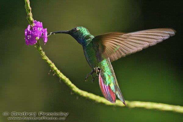 Kolibřík lesklý (Anthracothorax prevostii), Kolibřík lesklý (Anthracothorax prevostii), Green-breasted Mango, Autor: Ondřej Prosický | NaturePhoto.cz, Model: Canon EOS 20D, Objektiv: Canon EF 400mm f/5.6 L USM, čas stativ Gitzo 1227, Clona: 6.30, Doba expozice: 1/2000 s, ISO: 400, Kompenzace expozice: - 1 EV, Blesk: Ano (externí Sigma EF-500 DG Super, -13 EV, Better Beamer), Vytvořeno: 12. prosince 2006 9:06, rezervace Hacienda Barú (Kostarika) 
