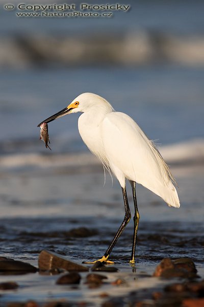 Volavka bělostná (Egretta thula), s úlovkem, Volavka bělostná (Egretta thula), Snowy Egret, Autor: Ondřej Prosický | NaturePhoto.cz, Model: Canon EOS 5D, Objektiv: Canon EF 400mm f/5.6 L USM, Ohnisková vzdálenost (EQ35mm): 400.00 mm, stativ Gitzo 1227, Clona: 5.6, Doba expozice: 1/1000 s, ISO: 100, Kompenzace expozice: -1/3 EV, Blesk: ne, Vytvořeno: 13. prosince 2006 6:53:16, pobřeží Pacifiku v Dominical (Kostarika)