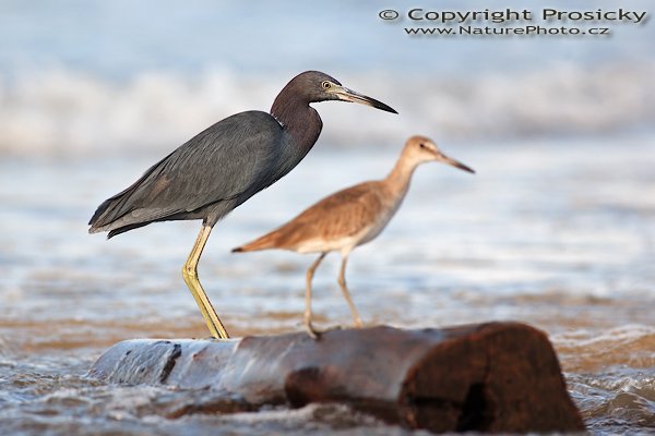 Volavka modrošedá (Egretta caerulea), s bahňákem, Volavka modrošedá (Egretta caerulea), Little Blue Heron, Autor: Ondřej Prosický | NaturePhoto.cz, Model: Canon EOS 5D, Objektiv: Canon EF 400mm f/5.6 L USM, Ohnisková vzdálenost (EQ35mm): 400.00 mm, stativ Gitzo 1227, Clona: 6.3, Doba expozice: 1/200 s, ISO: 200, Kompenzace expozice: -1/3 EV, Blesk: Ano (externí Sigma EF-500 DG Super, -2/3 EV, Better Beamer), Vytvořeno: 13. prosince 2006 6:38:17, pobřeží Pacifiku u Dominical (Kostarika) 
