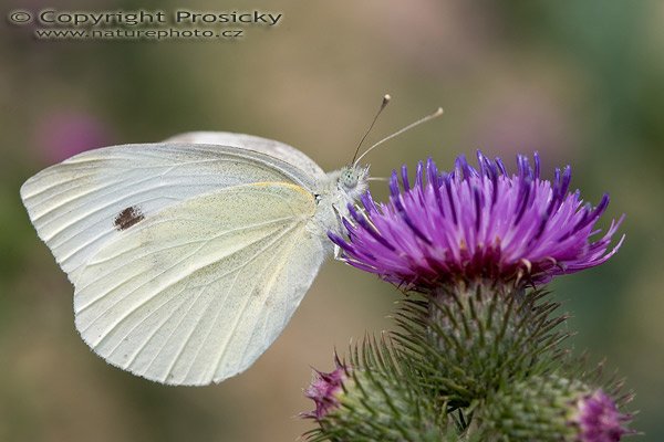 Bělásek zelný (Pieris brassicae), Bělásek zelný (Pieris brassicae) Large White, Autor: Ondřej Prosický, Model aparátu: Canon EOS 20D, Objektiv: Canon EF 100mm f/2.8 Macro USM, Ohnisková vzdálenost: 100.00 mm, fotografováno z ruky, Clona: 7.10, Doba expozice: 1/100 s, ISO: 100, Vyvážení expozice: 1.00, Blesk: Ne, Vytvořeno: 16. července 2005 11:22:50, Vojkovice