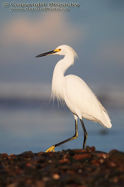 Volavka bělostná (Egretta thula), Volavka bělostná (Egretta thula), Snowy Egret, Autor: Ondřej Prosický | NaturePhoto.cz, Model: Canon EOS 5D, Objektiv: Canon EF 400mm f/5.6 L USM, Ohnisková vzdálenost (EQ35mm): 400.00 mm, stativ Gitzo 1227, Clona: 5.6, Doba expozice: 1/3200 s, ISO: 160, Kompenzace expozice: -2/3 EV, Blesk: ne, Vytvořeno: 13. prosince 2006 6:45:11, pobřeží Pacifiku v Dominical (Kostarika)