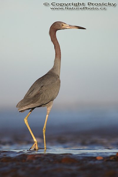 Volavka modrošedá (Egretta caerulea), Volavka modrošedá (Egretta caerulea), Little Blue Heron, Autor: Ondřej Prosický | NaturePhoto.cz, Model: Canon EOS 5D, Objektiv: Canon EF 400mm f/5.6 L USM, Ohnisková vzdálenost (EQ35mm): 400.00 mm, stativ Gitzo 1227, Clona: 5.6, Doba expozice: 1/1600 s, ISO: 160, Kompenzace expozice: -1/3 EV, Blesk: ne, Vytvořeno: 13. prosince 2006 6:46:45, pobřeží Pacifiku v Dominical (Kostarika) 
