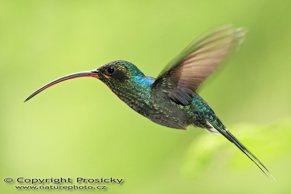 Kolibřík šedobřichý (Phaethornis guy), Kolibřík šedobřichý (Phaethornis guy), Green Hermit, Autor: Ondřej Prosický | NaturePhoto.cz, Model: Canon EOS 5D, Objektiv: Canon EF 200mm f/2.8 L USM + TC Canon 2x, Ohnisková vzdálenost (EQ35mm): 400.00 mm, stativ Gitzo 1227, Clona: 5.6, Doba expozice: 1/200 s, ISO: 500, Kompenzace expozice: 0 EV, Blesk: Ano (externí Sigma EF-500 DG Super, -2 EV, Better Beamer), Vytvořeno: 10. prosince 2006 14:29:15, La Paz (Kostarika) 
